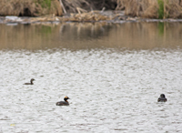 Horned Grebe